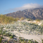 Pringle Bay Beach Dunes Pringle Bay Beach Dunes
