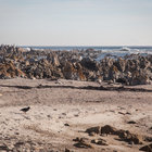 Spot the Black Oystercatcher Spot the Black Oystercatcher