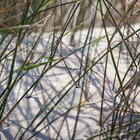 Dune Vegetation Dune Vegetation