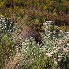Kogelberg Fynbos Kogelberg Fynbos