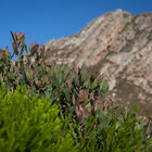 Rooi ELs Mountains and Fynbos Rooi ELs Mountains and Fynbos