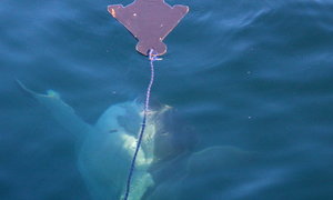 Marine Dynamics Daily Blog (1 July 2015)