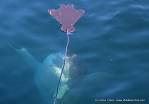 Marine Dynamics Daily Blog (1 July 2015)