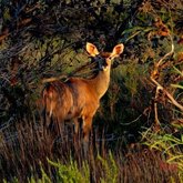 Kudu Cow - Duinefontein Game Farm - Gansbaai