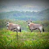 Gemsbuck (Oryx) - Duinefontein Game Farm - Gansbaai
