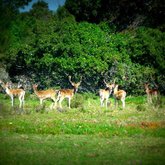 Fallow Deer - Duinefontein Game Farm - Gansbaai