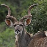 Kudu Bull