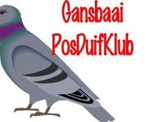 Gansbaai Posduifklub (2 July 2015)