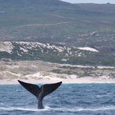 A Whale Tail