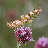 Flower mantis on Stoebe