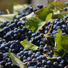 One of the many fruits of the Valley One of the many fruits of the Valley