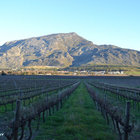 Across the VIneyards