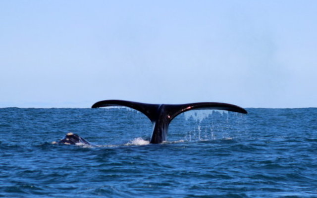 Whale Tail Whale Tail