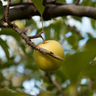 The Elgin Valley is Famous for its Apples The Elgin Valley is Famous for its Apples