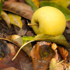 Welcome to Apple Country Welcome to Apple Country