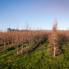 Autumn Orchards Autumn Orchards