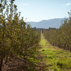 View through the Orachards View through the Orachards
