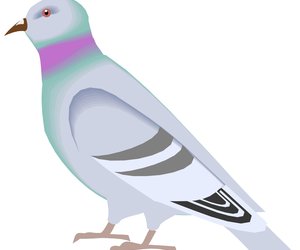 Gansbaai Posduifklub (13 August 2015)