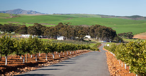 A Culinary Journey through Botrivier