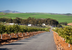 A Culinary Journey through Botrivier