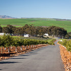 Vineyards surrounding Botrivier
