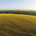 Canola Fields