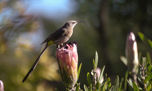 5 Reasons to Visit the Caledon Wildflower Show