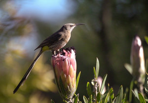 5 Reasons to Visit the Caledon Wildflower Show