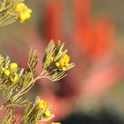 Blooming in Barrydale Blooming in Barrydale