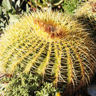 Blooming in Barrydale Blooming in Barrydale