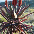 Blooming in Barrydale Blooming in Barrydale