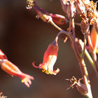 Blooming in Barrydale Blooming in Barrydale