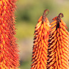 Blooming in Barrydale Blooming in Barrydale