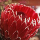 Blooming in Barrydale Blooming in Barrydale