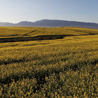 Canola Fields