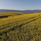 Canola Fields