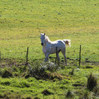 Local Four-Legged Friends
