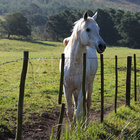 Local Four-Legged Friends