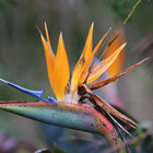 Flowering in Swellendam