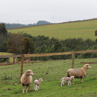 Life in a quiet village