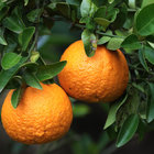 Fresh from the Farm Fresh from the Farm