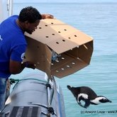 African Penguin Release - African Penguin & Seabird Sanctuary