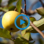 Grabouw/Elgin - Adventure in the Heart of Apple & Pear Country Grabouw/Elgin - Adventure in the Heart of Apple & Pear Country