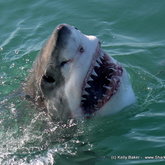 Greetings from the Great White shark capital of the World 