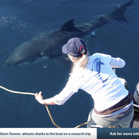 Gansbaai - Dyer Island Conservation Trust - Great White Shark Research