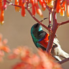 Prolific Birdlife On Grootbos Reserve - Grootbos Private Nature Reserve - Xplorio™ Gansbaai Prolific Birdlife On Grootbos Reserve - Grootbos Private Nature Reserve - Xplorio™ Gansbaai