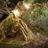 Ancient Milkwood Forests at Grootbos - Grootbos Private Nature Reserve - Xplorio™ Gansbaai 