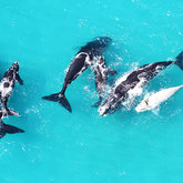 Whale watching by plane from Grootbos.