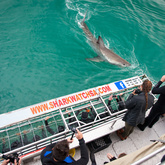 The Elegant And Powerful Great White Shark - Grootbos Private Nature Reserve - Xplorio™ Gansbaai