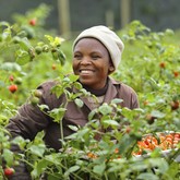 Organic Food Production At Grootbos - Grootbos Private Nature Reserve - Xplorio™ Gansbaai 